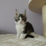 Mačiatka maine coon, vrh