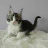 Mačiatka maine coon, vrh