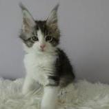 Mačiatka maine coon, vrh
