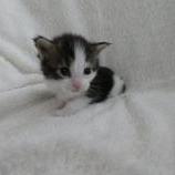 Mačiatka maine coon, vrh
