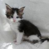 Mačiatka maine coon, vrh
