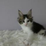 Mačiatka maine coon, vrh