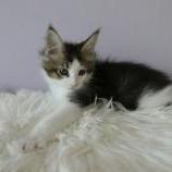 Mačiatka maine coon, vrh