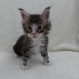 Mačiatka maine coon, vrh