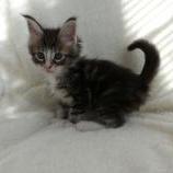Mačiatka maine coon, vrh