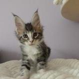 Mačiatka maine coon, vrh