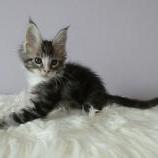 Mačiatka maine coon, vrh