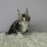 Mačiatka maine coon, vrh