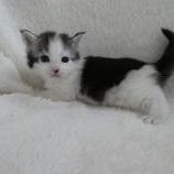 Mačiatka maine coon, vrh