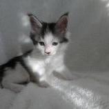 Mačiatka maine coon, vrh