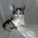 Mačiatka maine coon, vrh