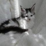 Mačiatka maine coon, vrh