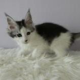 Mačiatka maine coon, vrh