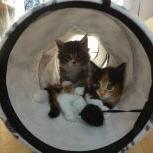 Maine coon kittens