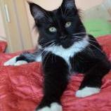 Maine Coon Female