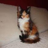 Maine coon kittens