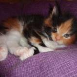 Maine coon kittens