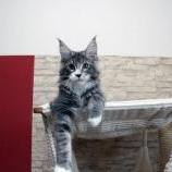 Maine coon kittens