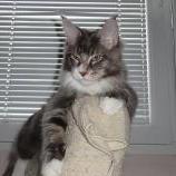 Maine coon kittens
