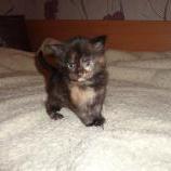 Maine coon kittens