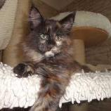 Maine coon kittens