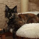 Maine coon kittens