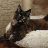 Maine coon kittens