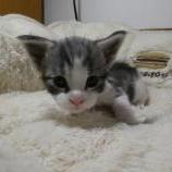 Maine coon kittens