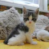 Maine coon kittens