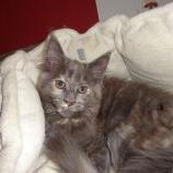 Maine coon kittens