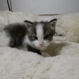 Maine coon kittens