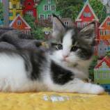 Maine coon kittens