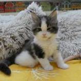 Maine coon kittens
