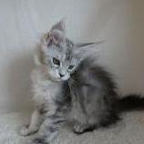Mačiatka maine coon, vrh
