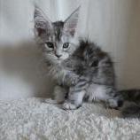 Mačiatka maine coon, vrh