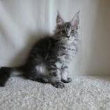 Mačiatka maine coon, vrh