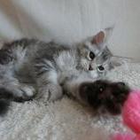 Mačiatka maine coon, vrh