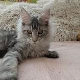 Mačiatka maine coon, vrh