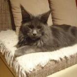 Maine Coon male