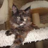 Maine Coon Female