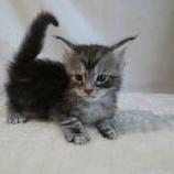 Maine coon kittens