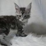Maine coon kittens