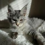 Maine coon kittens