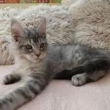 Maine coon kittens