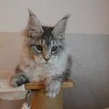 Maine coon kittens