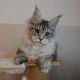 Maine coon kittens