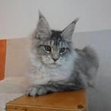 Maine coon kittens