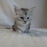 Maine coon kittens
