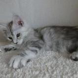 Maine coon kittens