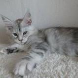 Maine coon kittens